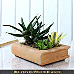 Mini Aloevera & Hookeri Plant In Book Shaped Pot