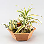 Plants Duo In Beautiful Terracotta Planter