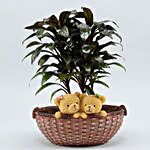 Baby Cordyline Plant In Yellow Bear Ceramic Basket