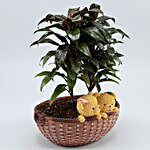Baby Cordyline Plant In Yellow Bear Ceramic Basket