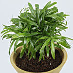 Chamaedorea Plant In Triangular Pot With Stand