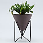 Dracaena Plant In Triangular Pot With Stand