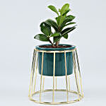 Ficus Compacta Plant In Golden Stand Ceramic Pot