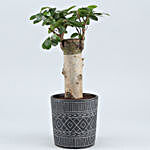 Ficus Trunk Plant In Tribal Ceramic Pot
