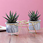 Haworthia Plant Duo In Ceramic Pots With Golden Stand