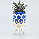 Haworthia Plant In Ceramic Pot With Golden Stand