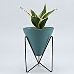 Milt Sansevieria Plant In Triangular Pot With Stand