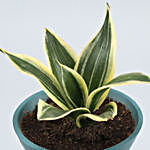 Milt Sansevieria Plant In Triangular Pot With Stand