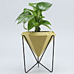 Money Plant In Conical Pot With Stand
