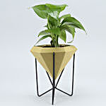 Money Plant In Conical Pot With Stand