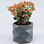 Orange Kalanchoe Plant In Triangular Ceramic Plant