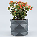 Orange Kalanchoe Plant In Triangular Ceramic Plant