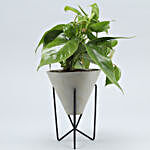 Oxycardium Plant In Triangular Pot With Stand