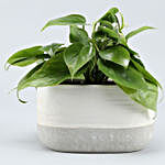 Oxycardium Plant In White Silver Ceramic Pot