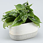 Oxycardium Plant In White Silver Ceramic Pot