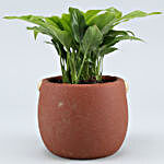 Peace Lily Plant In Red Face Ceramic Pot
