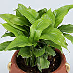 Peace Lily Plant In Red Face Ceramic Pot