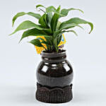 Peace Lily Plant In Yellow Cap Boy Glass Vase