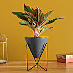 Red Aglaonema Plant In Triangular Pot With Stand