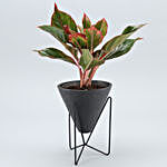 Red Aglaonema Plant In Triangular Pot With Stand