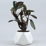 Rubber Bonsai Plant In Octa Shape Melamine Pot