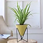 Spider Plant In Yellow Triangular Pot With Stand