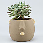 Stonecrop Plant In Grey Face Ceramic Pot