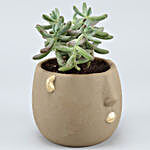 Stonecrop Plant In Grey Face Ceramic Pot
