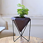 Syngonium Plant In Conical Pot With Stand