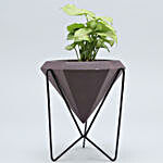 Syngonium Plant In Conical Pot With Stand