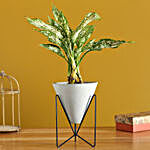 Aglaonema Plant In Triangular Pot With Stand
