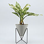 Aglaonema Plant In Triangular Pot With Stand
