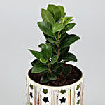 Ficus Compacta Plant In Mosaic Vase With Mosaic Votive