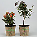 Kalanchoe & Red Rose Plants In Black Plastic Pots