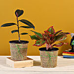 Rubber & Aglaonema Plants In Black Plastic Pots