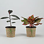 Rubber & Aglaonema Plants In Black Plastic Pots