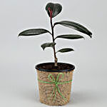 Rubber Plant In Black Nursery Pot