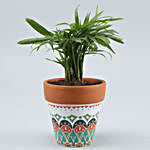 Chamaedorea Plant In White & Green Ceramic Pot