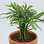 Chamaedorea Plant In White & Green Ceramic Pot