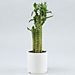Cut Leaf Bamboo Plant In White & Green Ceramic Pot