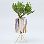 Euphorbia Sticks Plant In Ceramic Pot With Golden Stand