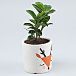 Ficus Compacta Plant In White & Orange Ceramic Pot