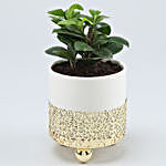Ficus Compacta Plant In White Pot With Golden Stand