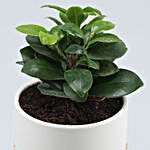 Ficus Compacta Plant In White Pot With Golden Stand