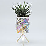 Howarthia Plant In Blue & Purple Pot With Golden Stand