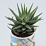 Howarthia Plant In Blue & Purple Pot With Golden Stand