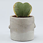 Hoya Plant In Grey Sitting Smiley Pot
