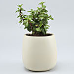 Jade Plant In White Ceramic Face Pot