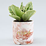 Peperomia Plant In Brown & White Ceramic Pot