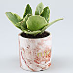 Peperomia Plant In Brown & White Ceramic Pot